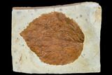 Fossil Leaf (Davidia) - Montana #113259-1
